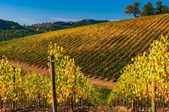Tour del vino nella valle del Chianti